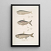 Aries without fins Ramcarata Apterygia Ramacarata 2 Chapra Shad Alosa Chapra 3 Long-jawed Herring of Hamilton Thrissa Hamiltonii - John Edward Gray — framed artwork on a wall