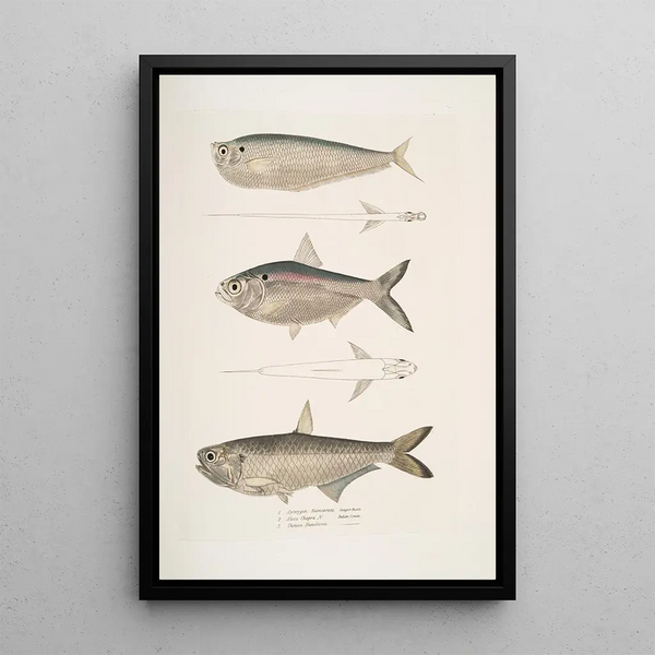 Aries without fins Ramcarata Apterygia Ramacarata 2 Chapra Shad Alosa Chapra 3 Long-jawed Herring of Hamilton Thrissa Hamiltonii - John Edward Gray — framed artwork on a wall