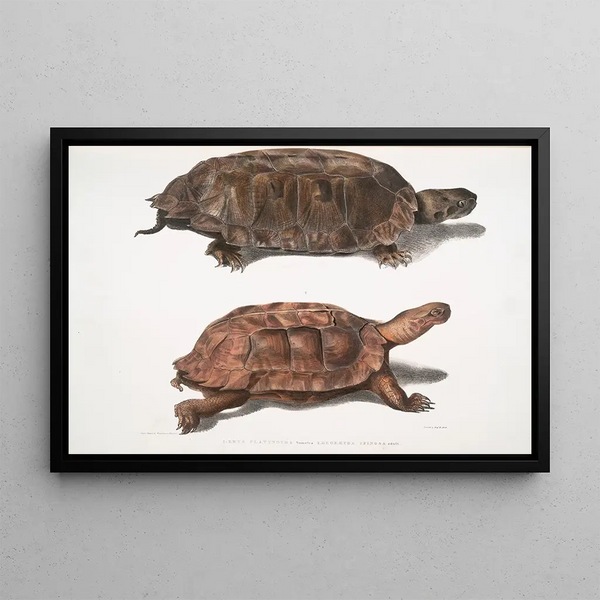 Tortue à dos plat Emys platynotha 2 Tortue terrestre épineuse Geoemyda spinosa - John Edward Gray — framed artwork on a wall