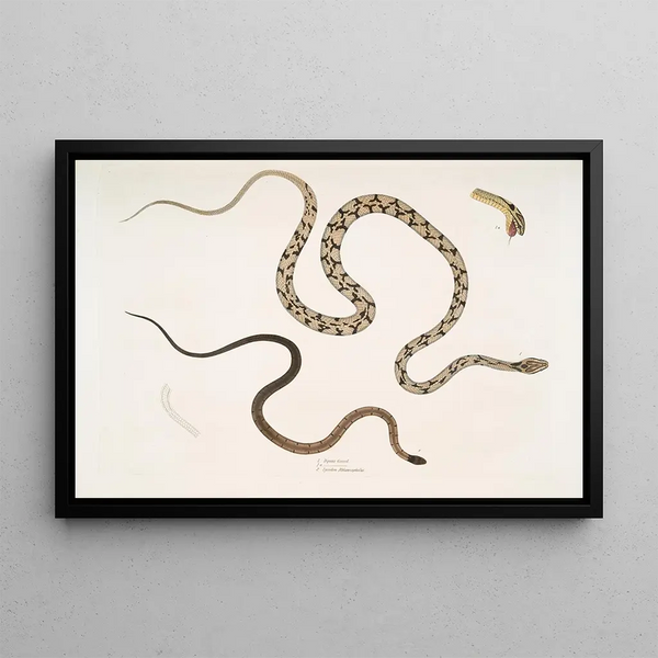 Gocool Dipsas Dipsus Dipsas Gocool 2 Lycodon with black head Lycodon melanocephalus - John Edward Gray — framed artwork on a wall