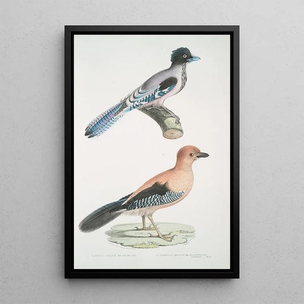 Geai gularis Garrulus gularis 2 Beautiful jay Garrulus ornatus Natural size - John Edward Gray — framed artwork on a wall