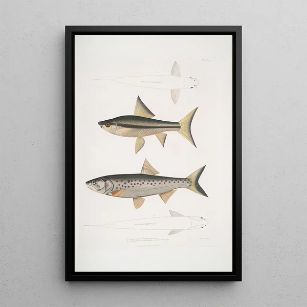 Carpe de Hamilton Cyprinus Bangana Hamiltonii Natural size 2 Carpe Goha Cyprinus Leuciscus Goha - John Edward Gray — framed artwork on a wall