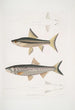 Carpe de Hamilton Cyprinus Bangana Hamiltonii Natural size 2 Carpe Goha Cyprinus Leuciscus Goha - John Edward Gray — artwork view