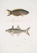 Julis de Hardwicke Julis Hardwickii 2 Short-finned Paradise Fish Polynemus Teria - John Edward Gray — artwork view