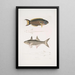Julis de Hardwicke Julis Hardwickii 2 Short-finned Paradise Fish Polynemus Teria - John Edward Gray — framed artwork on a wall