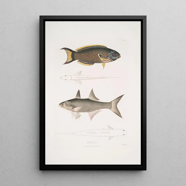 Julis de Hardwicke Julis Hardwickii 2 Short-finned Paradise Fish Polynemus Teria - John Edward Gray — framed artwork on a wall