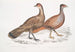 Polyplectron de Hardwicke, poule Polyplectron hardwickii, Chine, Brit Museum 2. Francolin bai, Francolin à nombreuses éperons - John Edward Gray — artwork view