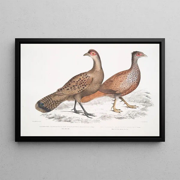Polyplectron de Hardwicke, poule Polyplectron hardwickii, Chine, Brit Museum 2. Francolin bai, Francolin à nombreuses éperons - John Edward Gray — framed artwork on a wall