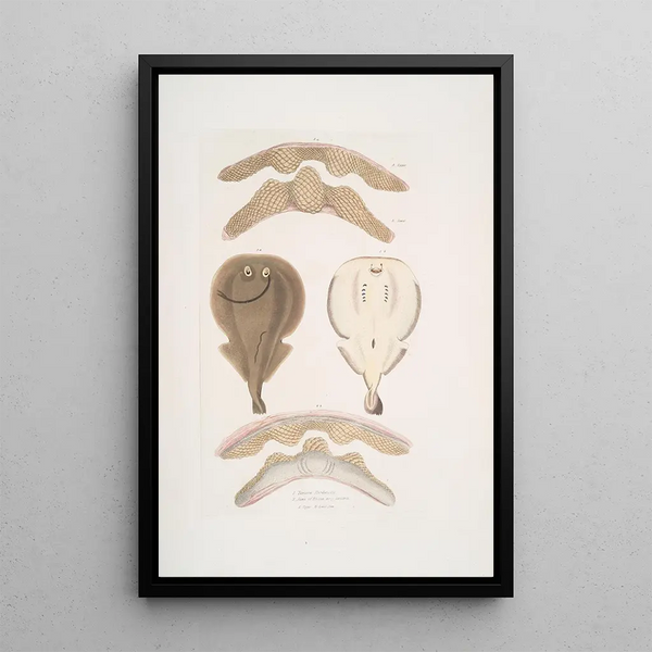 Torpille à une nageoire de Hardwicke Temera Hardwickii 2 Mâchoires de la raie chinoise Rhina ancylostoma - John Edward Gray — framed artwork on a wall