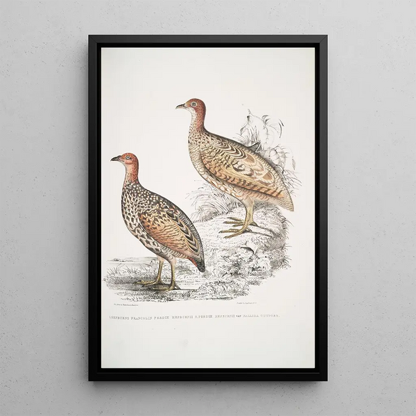 Francolin by Hepburn Perdix Hepburnii 2 Perdix Hepburnii var Pallida odypore - John Edward Gray — framed artwork on a wall