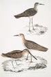 Bécassine de Horsfield Scolopax Horsfieldii 2 Indian sandpiper - John Edward Gray — artwork view