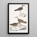 Bécassine de Horsfield Scolopax Horsfieldii 2 Indian sandpiper - John Edward Gray — framed artwork on a wall