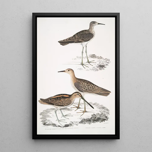 Bécassine de Horsfield Scolopax Horsfieldii 2 Indian sandpiper - John Edward Gray — framed artwork on a wall
