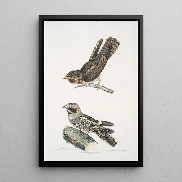 Indian Nightjar Caprimulgus Indicus 2 Bombay Nightjar Caprimulgus Asiaticus - John Edward Gray — framed artwork on a wall