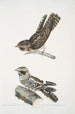 Indian Nightjar Caprimulgus Indicus 2 Bombay Nightjar Caprimulgus Asiaticus - John Edward Gray — artwork view