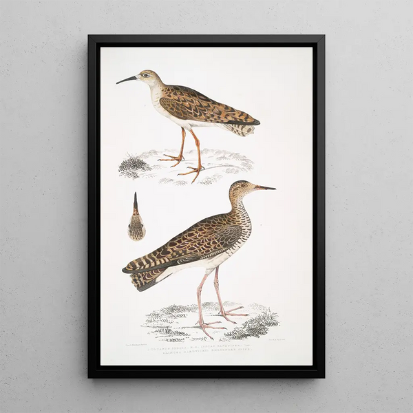 Bécasseau indien Totanus Indicus 2 Bécassine Bhegondee Bhegondic Limosa Hardwickii - John Edward Gray — framed artwork on a wall