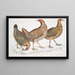 the Javanese chicken Gallus furcatus 2 Chicken of Lord Stanley Gallus stanleyi 3 Chicken of Banks Gallus bankiva - John Edward Gray — framed artwork on a wall