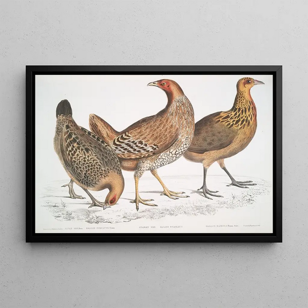 the Javanese chicken Gallus furcatus 2 Chicken of Lord Stanley Gallus stanleyi 3 Chicken of Banks Gallus bankiva - John Edward Gray — framed artwork on a wall