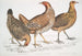 the Javanese chicken Gallus furcatus 2 Chicken of Lord Stanley Gallus stanleyi 3 Chicken of Banks Gallus bankiva - John Edward Gray — artwork view