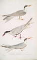 Sterne javanaise Sterna Javanica 2 Sterne alliée Sterna similis 3 Sterne à ventre brun Sterna acuticauda - John Edward Gray — artwork view