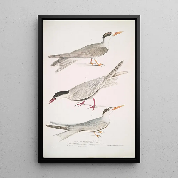 Sterne javanaise Sterna Javanica 2 Sterne alliée Sterna similis 3 Sterne à ventre brun Sterna acuticauda - John Edward Gray — framed artwork on a wall