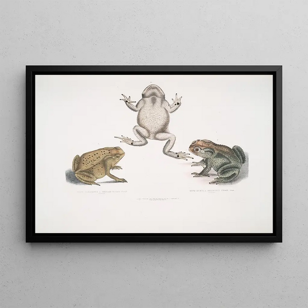 a Carved Snouted Toad Bufo carinatus 2 2a Dubious Toad Bufo dubius Bengal - John Edward Gray — framed artwork on a wall