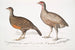 Lady North Polyplectron Pectrophora Polyplectron northi 2 Spotted partridge Perdix punctulata - John Edward Gray — artwork view
