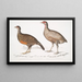 Lady North Polyplectron Pectrophora Polyplectron northi 2 Spotted partridge Perdix punctulata - John Edward Gray — framed artwork on a wall
