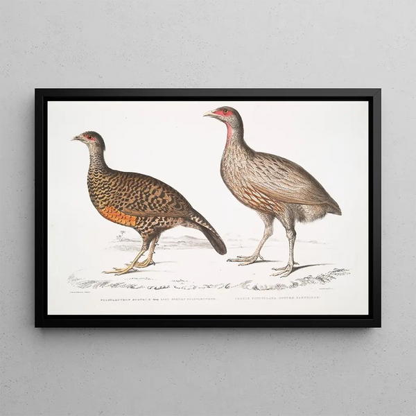 Lady North Polyplectron Pectrophora Polyplectron northi 2 Spotted partridge Perdix punctulata - John Edward Gray — framed artwork on a wall