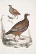 Perdrix Lerwa Perdix Lerwa 2 Caille à bec rouge Coturnix erythrorhyncha - John Edward Gray — artwork view
