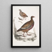 Perdrix Lerwa Perdix Lerwa 2 Caille à bec rouge Coturnix erythrorhyncha - John Edward Gray — framed artwork on a wall