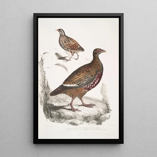 Perdrix Lerwa Perdix Lerwa 2 Caille à bec rouge Coturnix erythrorhyncha - John Edward Gray — framed artwork on a wall