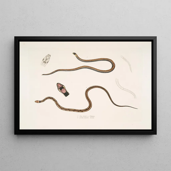 Élaps à dos ligné Élaps dorsalis 2 Lycodon à taches en chaîne Lycodon catenatus - John Edward Gray — framed artwork on a wall