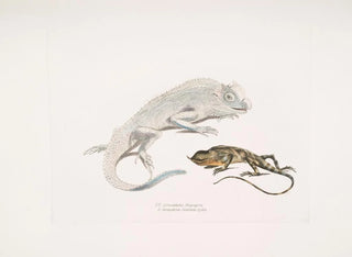 Macgregor's Lyre-headed Lizard, Stoddart's Unicorn Lizard, Ceylon - John Edward Gray — artwork view