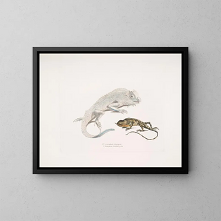 Macgregor's Lyre-headed Lizard, Stoddart's Unicorn Lizard, Ceylon - John Edward Gray — framed artwork on a wall