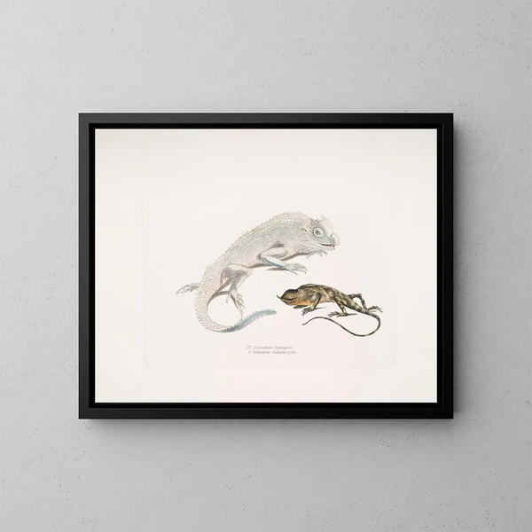 Macgregor's Lyre-headed Lizard, Stoddart's Unicorn Lizard, Ceylon - John Edward Gray — framed artwork on a wall