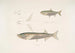 Carpe Morar Cyprinus Morar 2 Carpe Cora Cyprinus Cora - John Edward Gray — artwork view