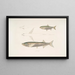Carpe Morar Cyprinus Morar 2 Carpe Cora Cyprinus Cora - John Edward Gray — framed artwork on a wall