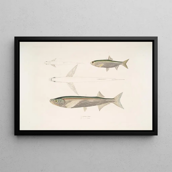 Carpe Morar Cyprinus Morar 2 Carpe Cora Cyprinus Cora - John Edward Gray — framed artwork on a wall