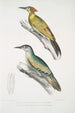 Pic du Népal Picus Nepaulensis 2 Pic à moustaches Picus barbatus - John Edward Gray — artwork view