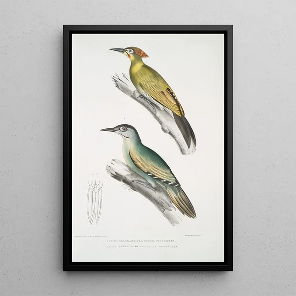 Pic du Népal Picus Nepaulensis 2 Pic à moustaches Picus barbatus - John Edward Gray — framed artwork on a wall