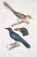 Pale-bellied Jay Garrulus albifrons 2 Large-beaked Crow Corvus macrorhynchus - John Edward Gray — artwork view