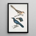 Pale-bellied Jay Garrulus albifrons 2 Large-beaked Crow Corvus macrorhynchus - John Edward Gray — framed artwork on a wall
