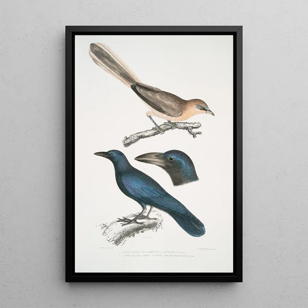 Pale-bellied Jay Garrulus albifrons 2 Large-beaked Crow Corvus macrorhynchus - John Edward Gray — framed artwork on a wall