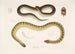 Penang Hypserina Hypserina Hardwickii 2. Serpent de mer court de Hardwick, Lapemis Hardwickii - John Edward Gray — artwork view