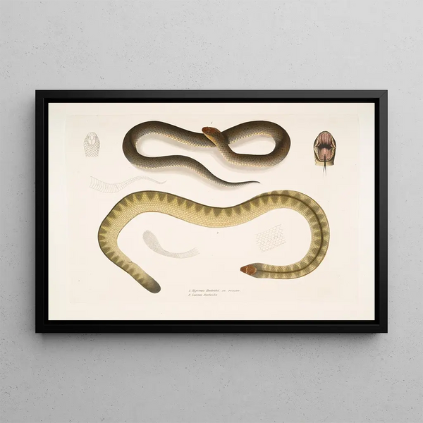 Penang Hypserina Hypserina Hardwickii 2. Serpent de mer court de Hardwick, Lapemis Hardwickii - John Edward Gray — framed artwork on a wall