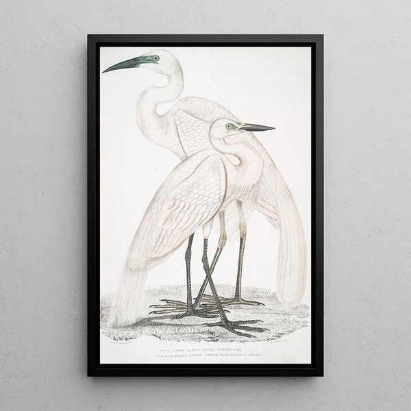 Héron blanc pur Ardea modesta 2 Héron à bec noir Ardea nigrirostris - John Edward Gray — framed artwork on a wall