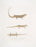Tiliqua with Red Belly Tiliqua rubriventris 2 Beautiful Tiliqua Tiliqua pulchra - John Edward Gray — artwork view