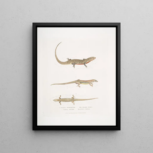 Tiliqua with Red Belly Tiliqua rubriventris 2 Beautiful Tiliqua Tiliqua pulchra - John Edward Gray — framed artwork on a wall
