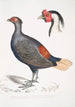 Peacock Pheasant with Reddish Tail Euplocomus erythrothalmus 2, Silver-crested Pheasant Euplocomus Nycthemerus - John Edward Gray — artwork view